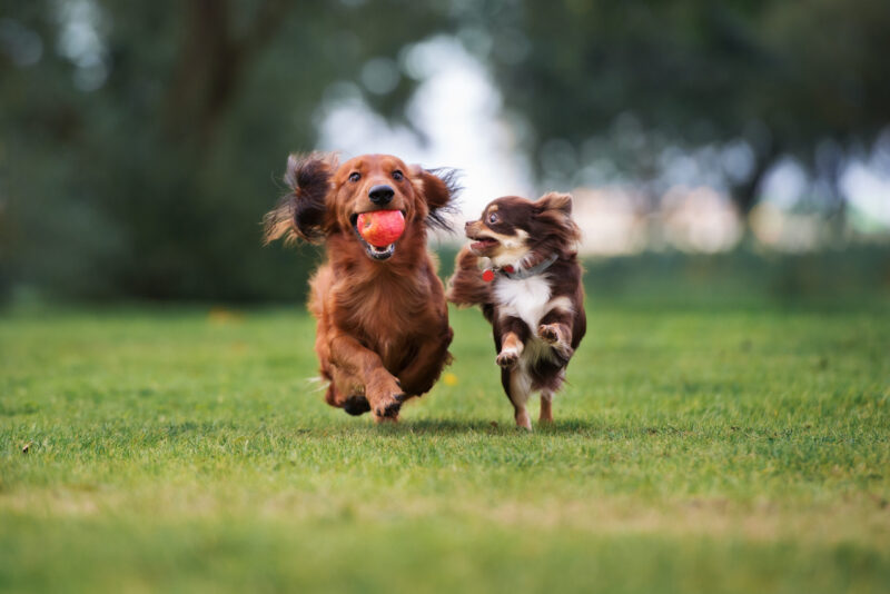 https://antitickcollars.com/wp-content/uploads/2026/07/AdobeStock_121096965-scaled-800x534-1.jpeg